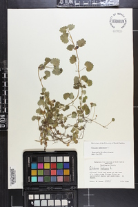 Glecoma hederacea image