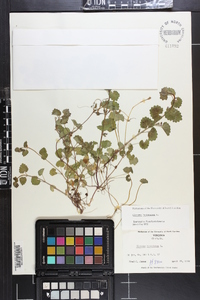 Glecoma hederacea image