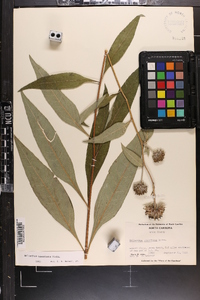 Helianthus resinosus image