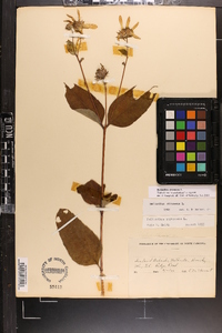 Helianthus strumosus image