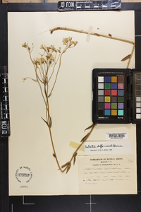 Sabatia difformis image