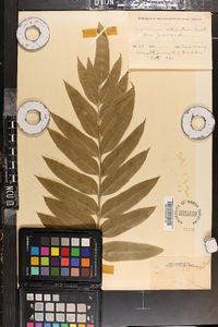 Asplenium obtusatum image