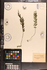 Hymenasplenium obliquissimum image