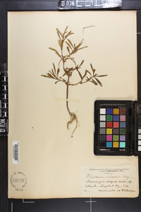 Flaveria linearis image