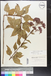 Eupatorium dubium image