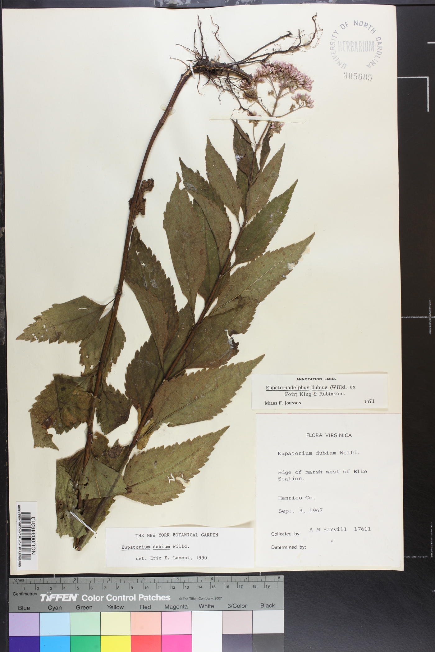 Eupatorium dubium image