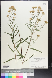 Kuhnia eupatorioides image