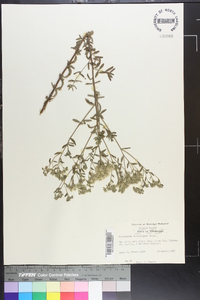 Eupatorium cuneifolium image