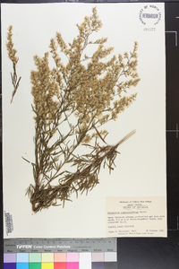 Eupatorium compositifolium image