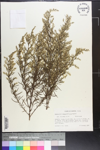 Eupatorium compositifolium image