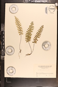 Asplenium unilaterale image