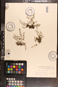 Asplenium varians image