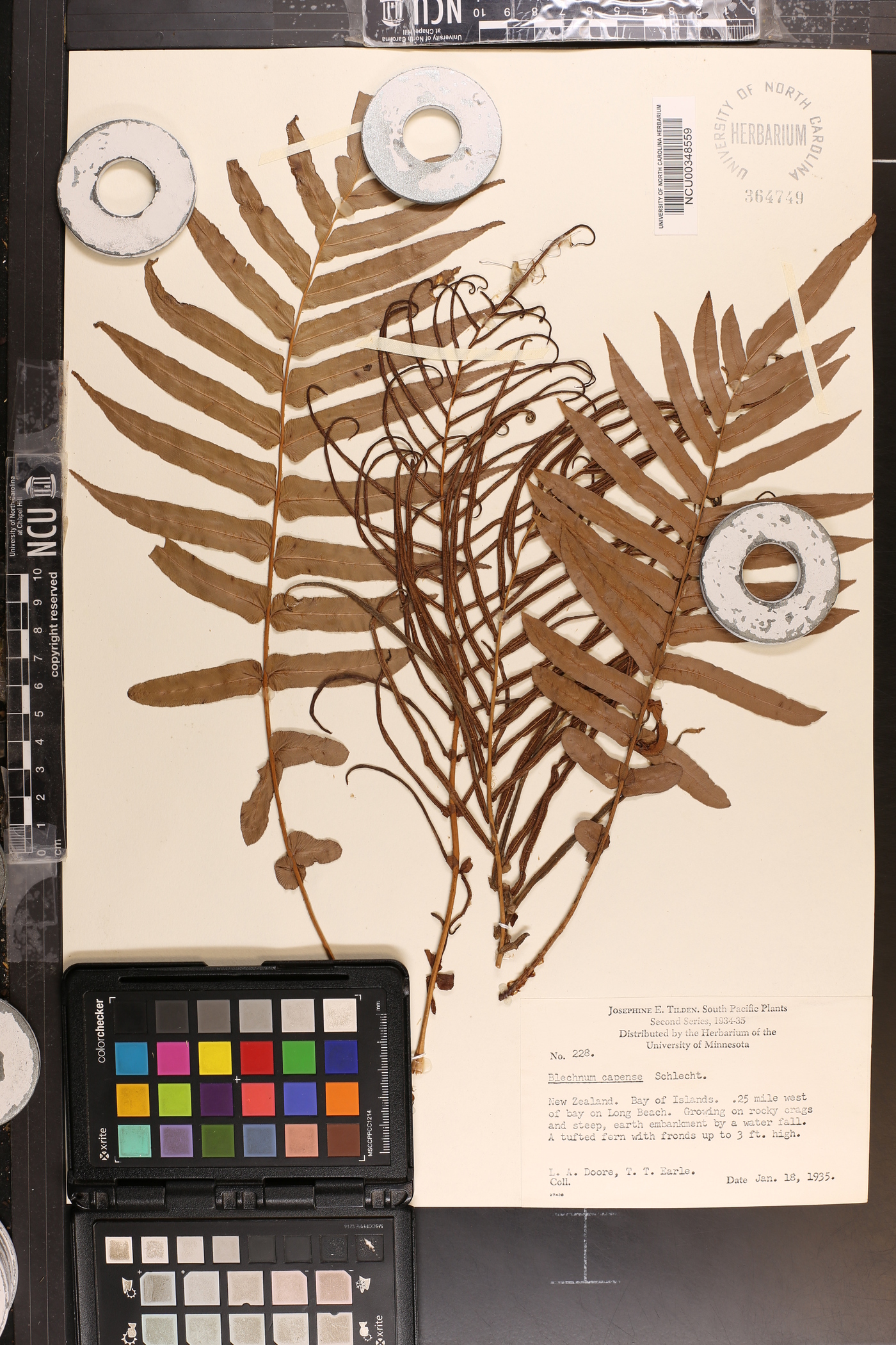 Blechnum capense image