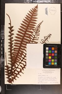 Blechnum discolor image