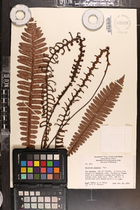 Blechnum discolor image