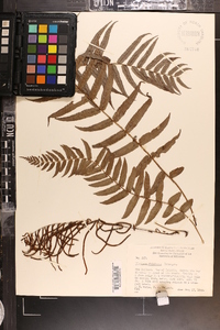 Blechnum filiforme image