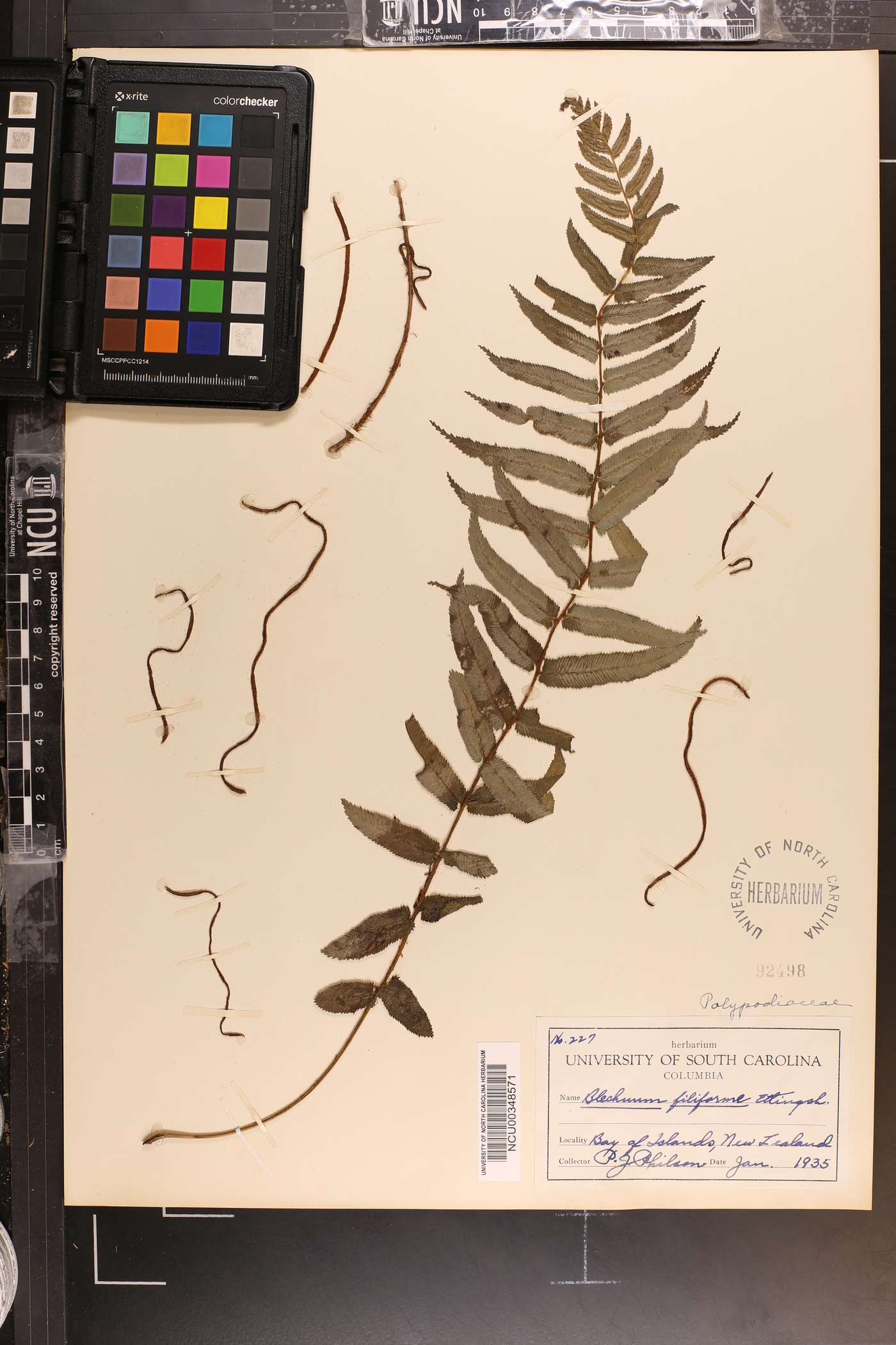 Blechnum filiforme image