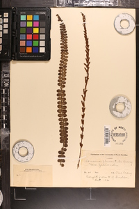 Lomaria fluviatilis image