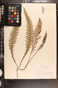 Blechnum lanceolatum image