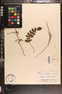 Blechnum nigrum image