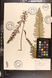 Blechnum nipponicum image