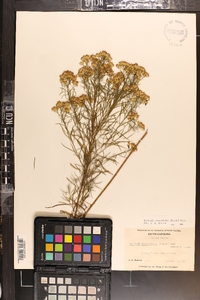 Euthamia caroliniana image