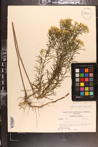 Euthamia caroliniana image