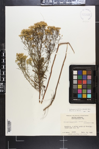 Euthamia caroliniana image