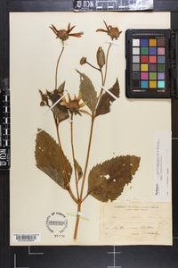 Heliopsis helianthoides subsp. helianthoides image