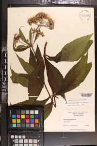 Eutrochium maculatum var. maculatum image
