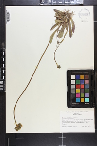 Hieracium caespitosum image