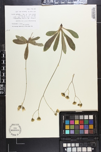 Hieracium traillii image