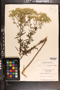 Eupatorium hyssopifolium image