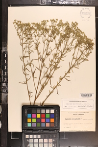 Eupatorium hyssopifolium image