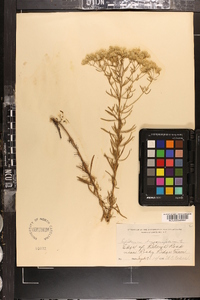 Eupatorium hyssopifolium image