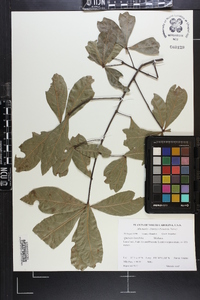 Quercus laurifolia image