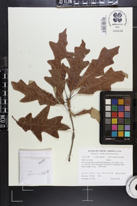 Quercus lyrata image