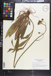 Hieracium caespitosum image