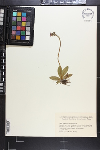 Hieracium aurantiacum image