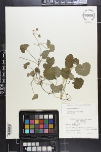 Glecoma hederacea image