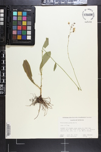 Hieracium gronovii image