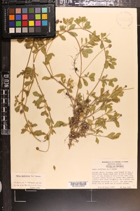 Phyla nodiflora image