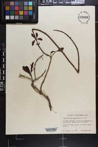 Stachytarpheta jamaicensis image
