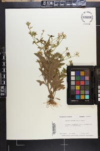 Sabatia calycina image