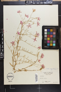 Sabatia campanulata image