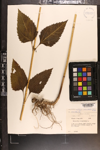 Helianthus decapetalus image