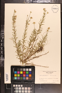 Ionactis linariifolia image