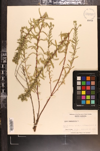 Ionactis linariifolia image