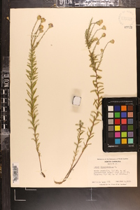 Ionactis linariifolia image