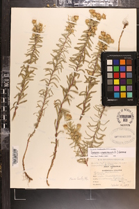 Ionactis linariifolia image